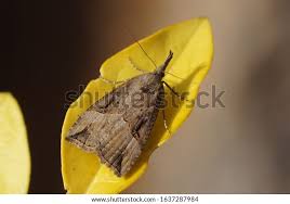 Attēlu rezultāti vaicājumam “Hypena rostralis”