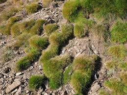 Attēlu rezultāti vaicājumam “Festuca polesica”