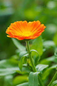 Attēlu rezultāti vaicājumam “Calendula officinalis flower”