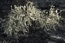 Attēlu rezultāti vaicājumam “Ramalina pollinaria”