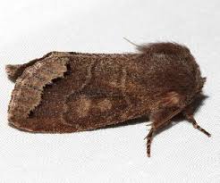 Attēlu rezultāti vaicājumam “Orthosia sp.”