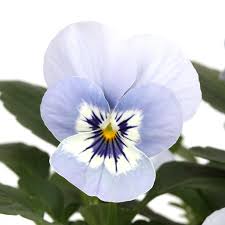 Image result for Hornveilchen