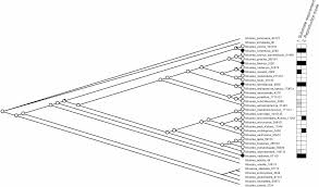 Attēlu rezultāti vaicājumam “Micarea sp.”