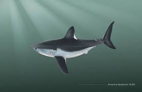 Image result for Lamna nasus