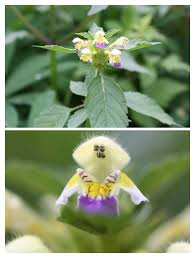 Attēlu rezultāti vaicājumam “Galeopsis bifida flower”