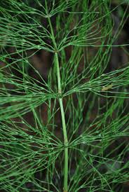 Attēlu rezultāti vaicājumam “Equisetum sylvaticum”