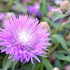 Attēlu rezultāti vaicājumam “Centaurea scabiosa flower”