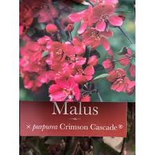 Attēlu rezultāti vaicājumam “Malus purpurea flower”