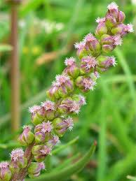 Attēlu rezultāti vaicājumam “Triglochin maritimum flower”