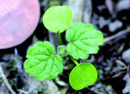 Attēlu rezultāti vaicājumam “Lamium amplexicaule leaf”