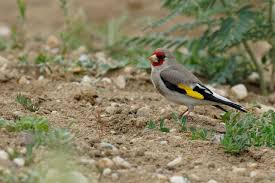 Attēlu rezultāti vaicājumam “Carduelis carduelis adult”