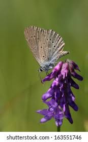 Attēlu rezultāti vaicājumam “Maculinea alcon underside”