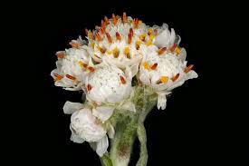 Attēlu rezultāti vaicājumam “Antennaria dioica fruit”