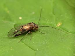 Attēlu rezultāti vaicājumam “Metylophorus nebulosus”