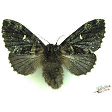 Attēlu rezultāti vaicājumam “Orthosia miniosa”