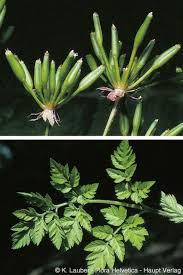 Attēlu rezultāti vaicājumam “Chaerophyllum aromaticum flower”