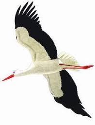 Attēlu rezultāti vaicājumam “Ciconia ciconia”