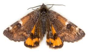 Attēlu rezultāti vaicājumam “Geometridae”