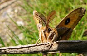 Attēlu rezultāti vaicājumam “Aglia tau”