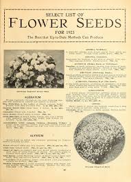 Image result for Adlumia cirrhosa