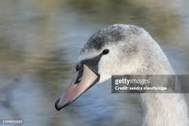 Attēlu rezultāti vaicājumam “Cygnus cygnus juvenile”