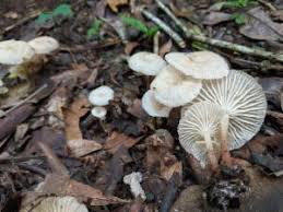 Attēlu rezultāti vaicājumam “Collybia acervata”