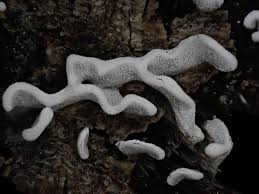 Attēlu rezultāti vaicājumam “Physarum bivalve young”