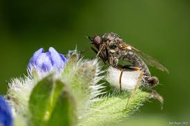 Attēlu rezultāti vaicājumam “Empis sp.”