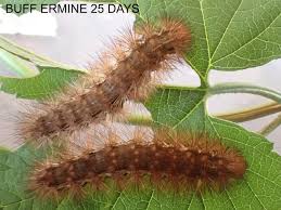 Attēlu rezultāti vaicājumam “Spilosoma lutea”