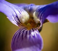 Attēlu rezultāti vaicājumam “Siphoptychium violaceum macro”