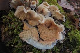 Attēlu rezultāti vaicājumam “Phlebia tremellosa”