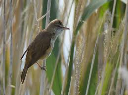 Attēlu rezultāti vaicājumam “Acrocephalus arundinaceus adult”