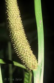 Attēlu rezultāti vaicājumam “Acoraceae”