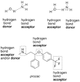 Hydrogen bond - Wikipedia, the free encyclopedia