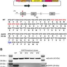 Image result for Vcd Ttc