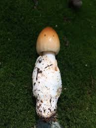 Attēlu rezultāti vaicājumam “Amaurochaete fusiformis”