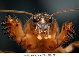 Attēlu rezultāti vaicājumam “Gryllotalpa gryllotalpa”