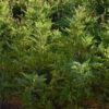 Image result for Artemisia gmelinii