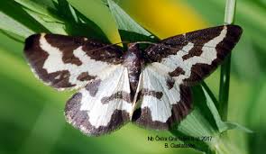 Attēlu rezultāti vaicājumam “Lomaspilis marginata”