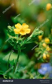 Attēlu rezultāti vaicājumam “Potentilla erecta flower”