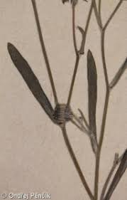 Attēlu rezultāti vaicājumam “Crepis tectorum fruit”