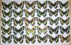 Attēlu rezultāti vaicājumam “Limenitis populi”