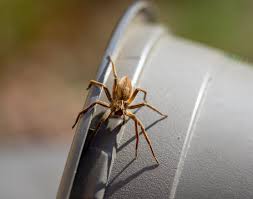 Attēlu rezultāti vaicājumam “Pisauridae”