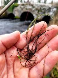 Attēlu rezultāti vaicājumam “Lemanea fluviatilis”