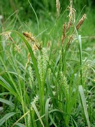 Attēlu rezultāti vaicājumam “Carex hirta male flower”
