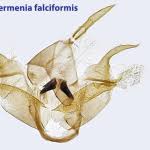 Attēlu rezultāti vaicājumam “Epermenia falciformis”