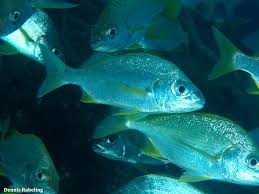 Image result for Pomadasys incisus