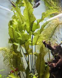 Attēlu rezultāti vaicājumam “Nuphar lutea leaf”