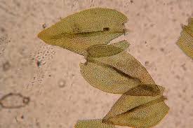 Attēlu rezultāti vaicājumam “Leskea polycarpa sporophyte”