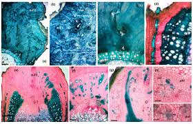 Attēlu rezultāti vaicājumam “Lasioptera rubi larva”